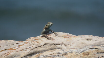 Agama hanging out 