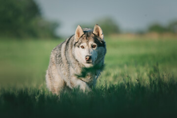Husky in the grass
