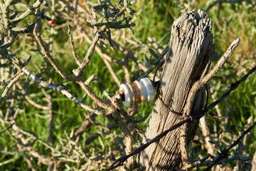 Old wooden fence with antique glass electric fence insulators