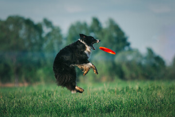 Border collie catching frisbee disc