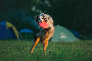 Merle Australian shepherd dog catching frisbee disc