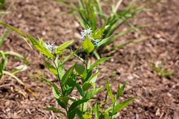 Flowering plants