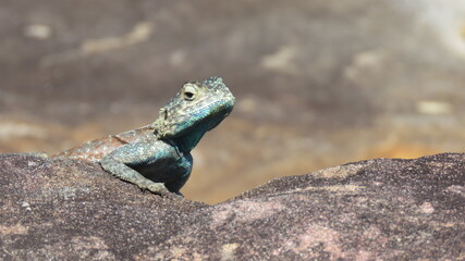 Blue Agama resting