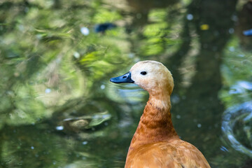 brown duck near the lake