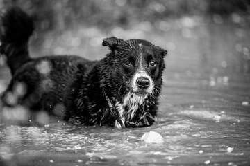 black dog in water