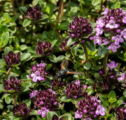 Thym alpin au Grand-Bornand, Haute-Savoie, France