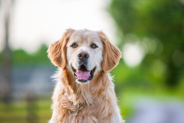 golden retriever portrait