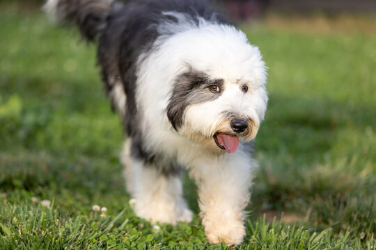 sheepadoodle puppy