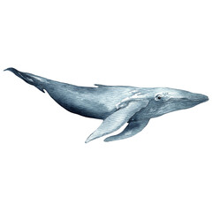 Whale.Watercolor hand drawn illustration isolated on white.Ocean.