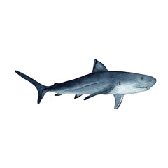 Shark.Watercolor hand drawn illustration isolated on white.Ocean.