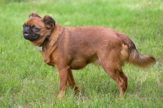 Cute petit brabancon puppy is standing on a green grass in the summer park. Pet animals. Purebred dog.