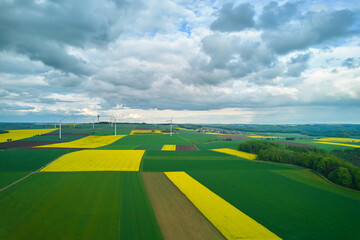 the field of flowers an agriculture with a cloudy sky aerial view.
