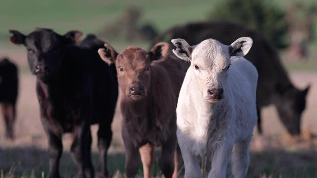Beautiful Angus and Murray grey calves, on a cold winter morning in Australia