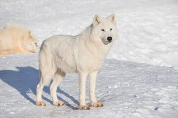 Wild polar wolf is standing on white snow. Canis lupus arctos. White wolf or alaskan tundra wolf. Animals in wildlife.
