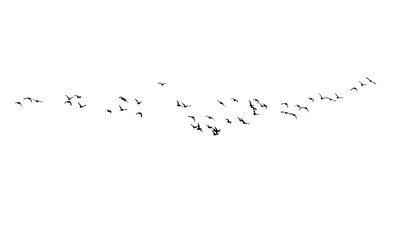 Flying birds. Vector images. White backgorund.