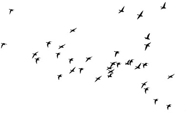 Flying birds. Vector images. White backgorund.