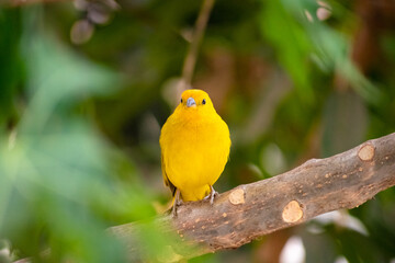 yellow and green parrot
