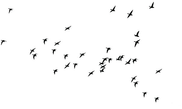 Flying birds. Vector images. White backgorund.