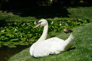 swan. swan in the park. green background. photo during the day.