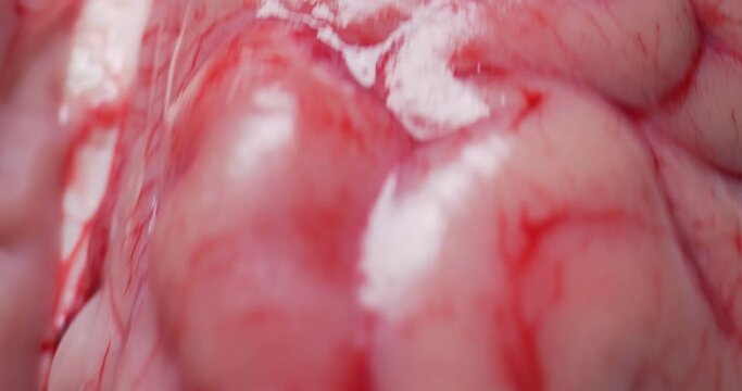 detailed extreme close-up of raw beef brain on white background.