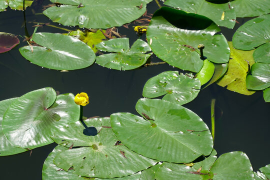 waterlilies. yellow water lilies photographed in the botanical garden.
