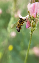 The bee collects pollen. Close-up shot, blurred background. High quality photo