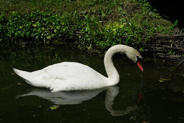 swan. swan in the park. green background. photo during the day.