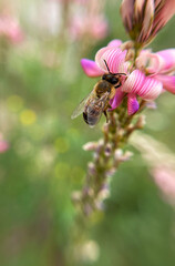 The bee collects pollen. Close-up shot, blurred background. High quality photo