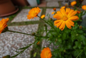 Marigold flowers in the home garden