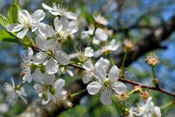 blooming cherry tree