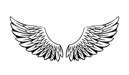 wings vector design, Drawings line