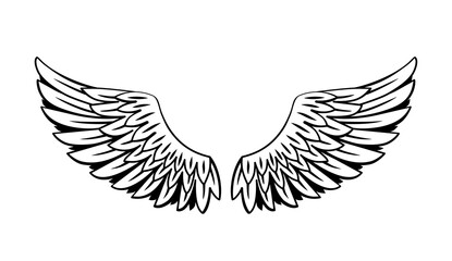 wings vector design, Drawings line