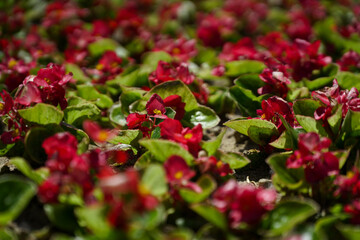 floral arrangement in the Craiova botanical garden.