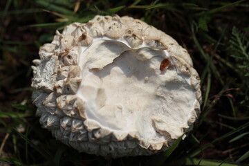 Get&auml;felter Gro&szlig;st&auml;ubling