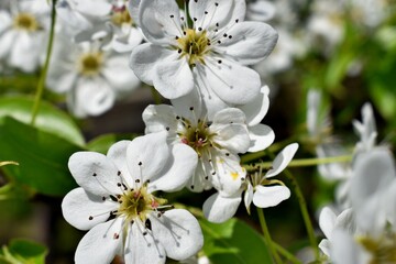 white cherry blossom