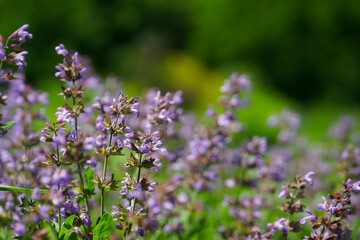 floral arrangement in the Craiova botanical garden.