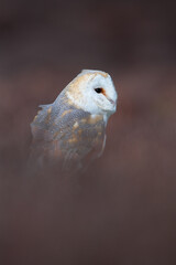 Barn Owl (Tyto alba) framed with blurred heather