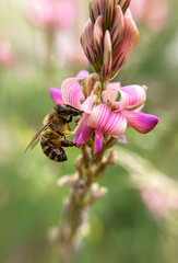 The bee collects pollen. Close-up shot, blurred background. High quality photo