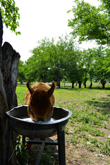 Brown alpaca drinking water near the tree on green forest background. Alpaca farm. Cute animals