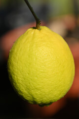 citron jaune