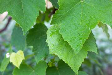 Green leaves of grapes, wet from the rain. Gardening and plant care