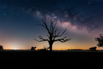Fototapeta na wymiar Milky Way Galaxy with tree silhouette in Foreground