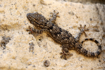Close-up of a common European gecko on a wall