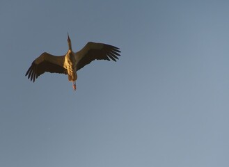 The grey heron (Ardea cinerea) is a long-legged predatory wading bird of the heron family.