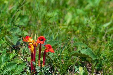 Red flower of Aeginetia indica