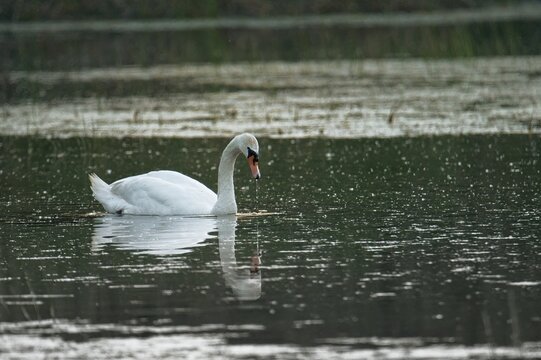 The mute swan is a species of swan and a member of the waterfowl family Anatidae. Slovakia. 