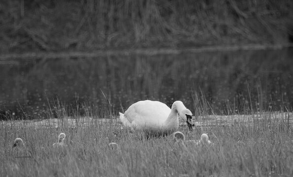 The mute swan is a species of swan and a member of the waterfowl family Anatidae. Slovakia. 