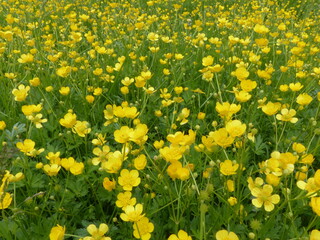 field of yellow flowers in the garden
