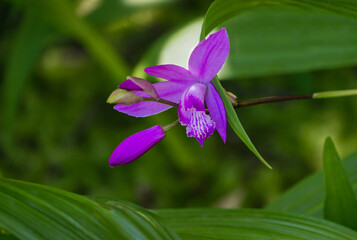 Close-up purple flower orchid Bletilla striata or Hyacinth orchid Arboretum Park Southern Cultures in Sirius (Adler).Chinese ground or Urn orchid, hardy Orchidaceae perennial plant.