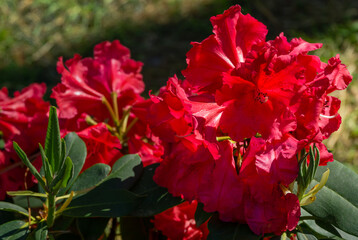 Bright red Rhododendron Azalea close-up. Luxury colorful inflorescences of rhododendron in spring Arboretum Park Southern Cultures in Sirius (Adler). Nature wallpaper, copy space